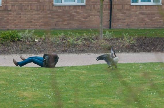 goose_01