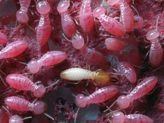 gross_and_creepy_termite_swarm