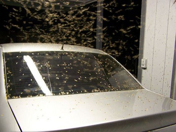 gross_and_creepy_termite_swarm