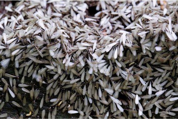 gross_and_creepy_termite_swarm