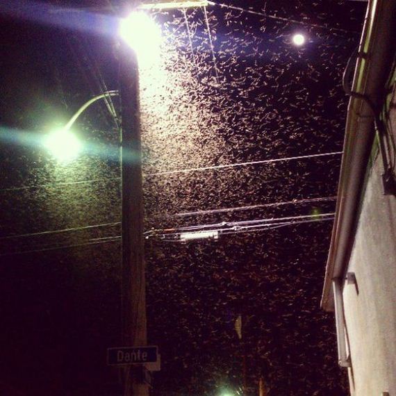 gross_and_creepy_termite_swarm