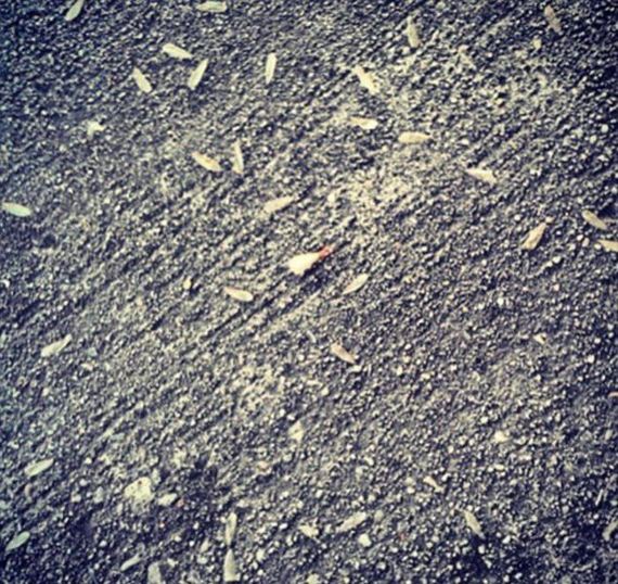 gross_and_creepy_termite_swarm