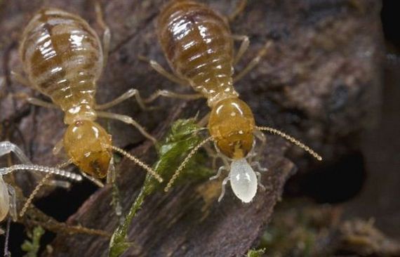 gross_and_creepy_termite_swarm