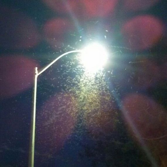 gross_and_creepy_termite_swarm