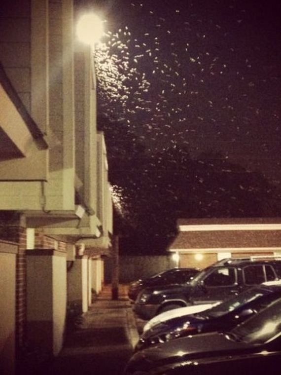 gross_and_creepy_termite_swarm