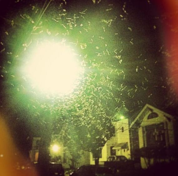 gross_and_creepy_termite_swarm