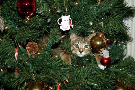 christmas tree with a cat