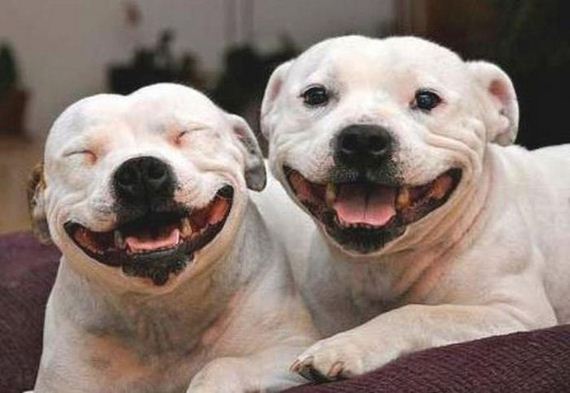 happiest_dogs_on_the_internet
