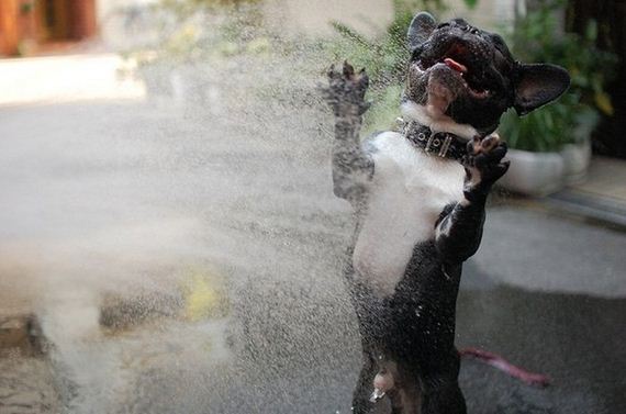 happiest_dogs_on_the_internet