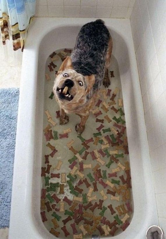 happiest_dogs_on_the_internet