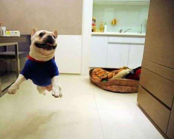 happiest_dogs_on_the_internet