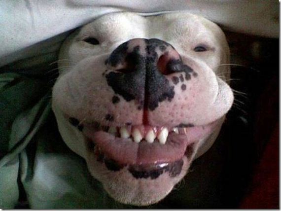 happiest_dogs_on_the_internet