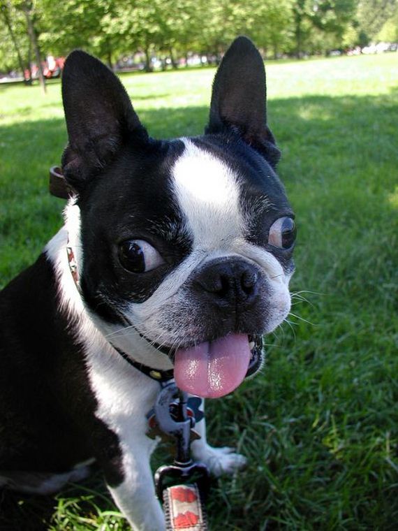 happiest_dogs_on_the_internet