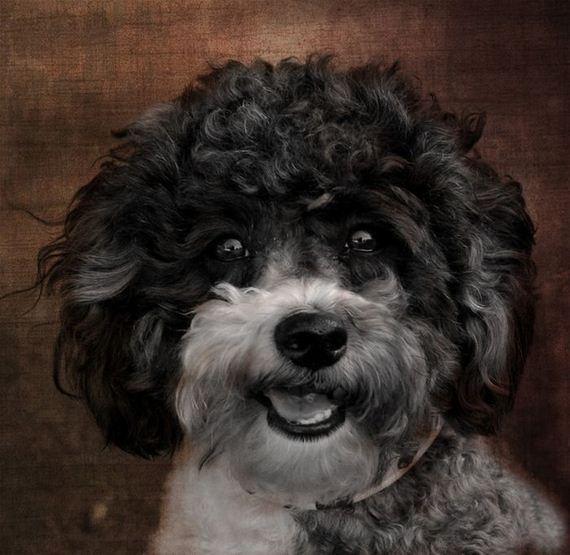 happiest_dogs_on_the_internet
