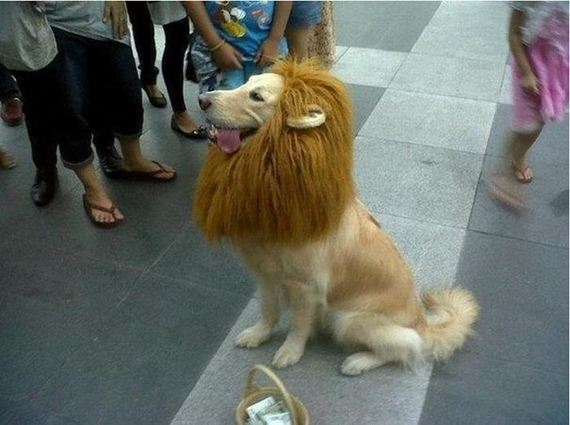 happiest_dogs_on_the_internet