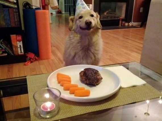 happiest_dogs_on_the_internet