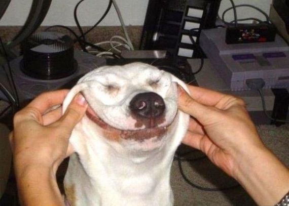 happiest_dogs_on_the_internet