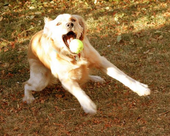 happiest_dogs_on_the_internet