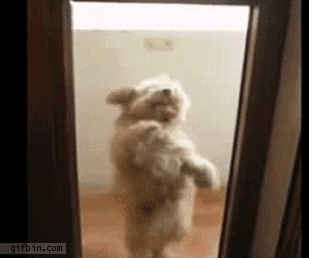 happiest_dogs_on_the_internet