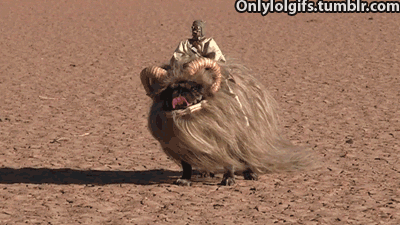 happiest_dogs_on_the_internet