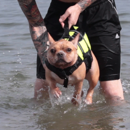 happiest_dogs_on_the_internet