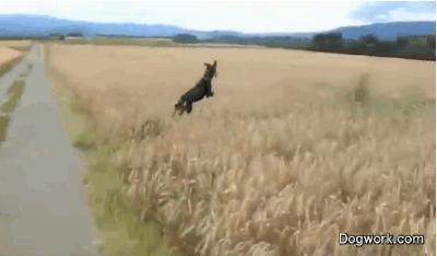 happiest_dogs_on_the_internet