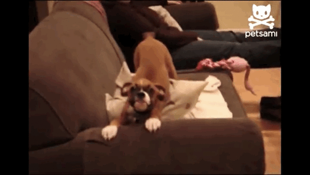 happiest_dogs_on_the_internet