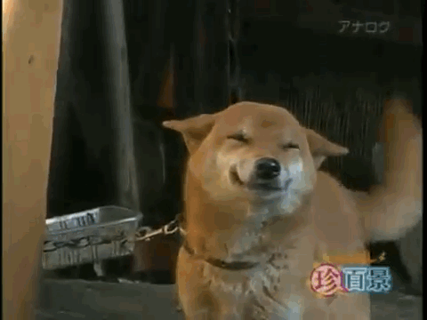 happiest_dogs_on_the_internet