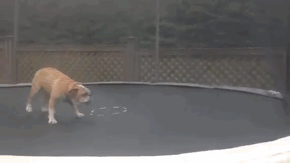 happiest_dogs_on_the_internet