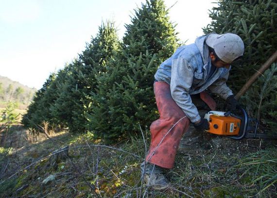 harvesting-of-the-christmas-trees