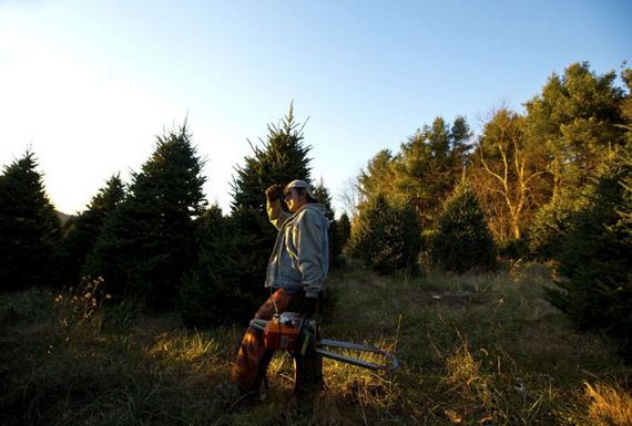 harvesting-of-the-christmas-trees