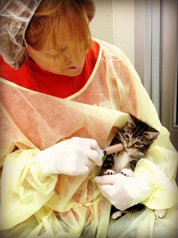 heartwarming-photos-of-the-pet-rescue