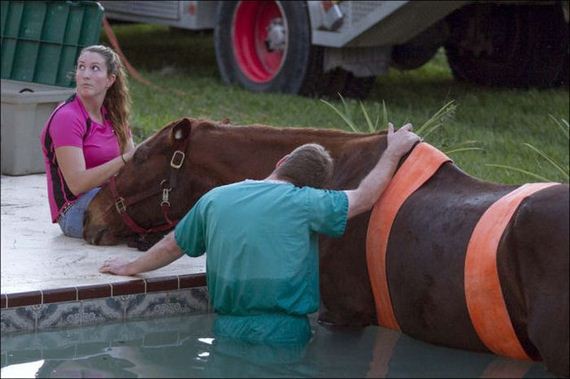 horse-rescue