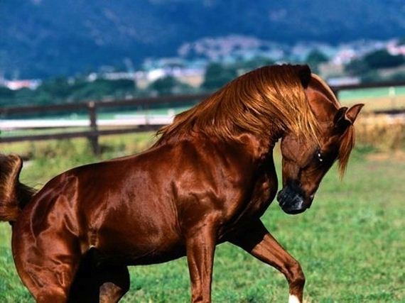 horses-with-better-hair