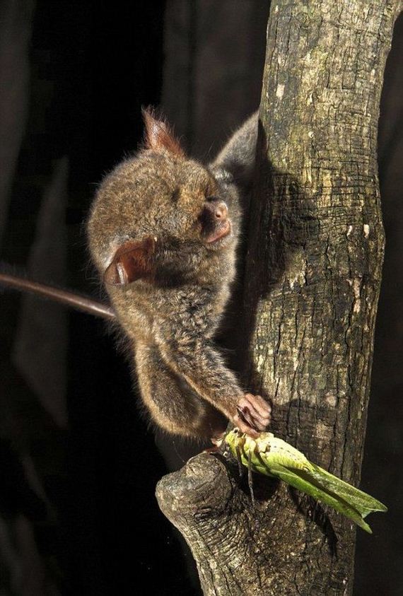 hunting-tarsier