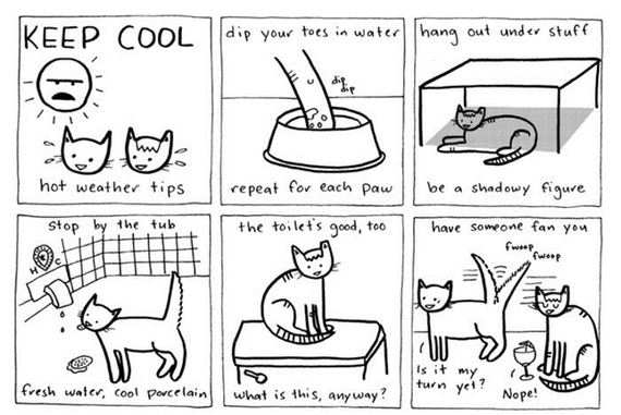 illustrated_truths_about_cats