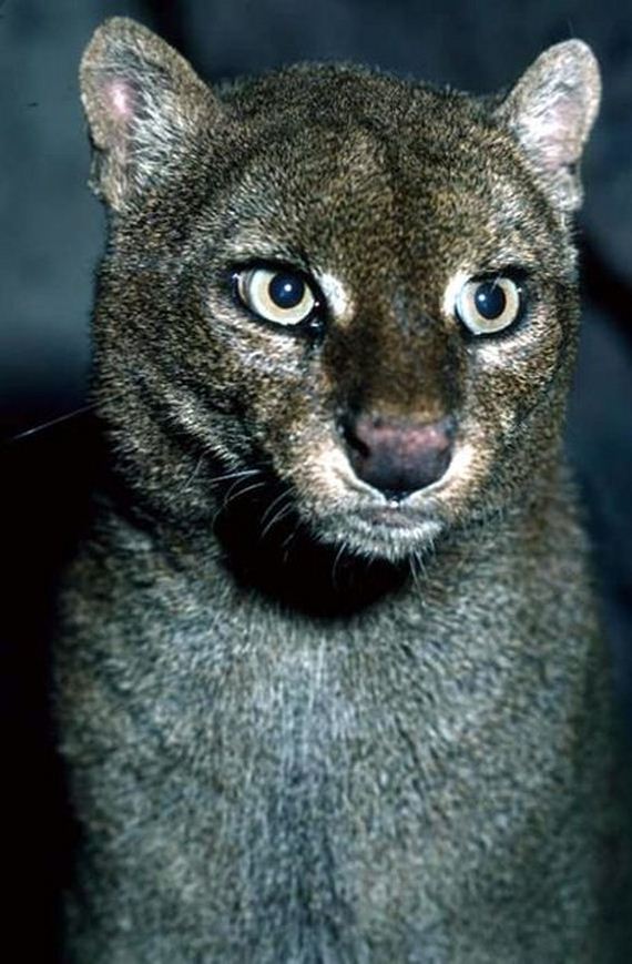 Photos of Wild Cat Jaguarundi Barnorama