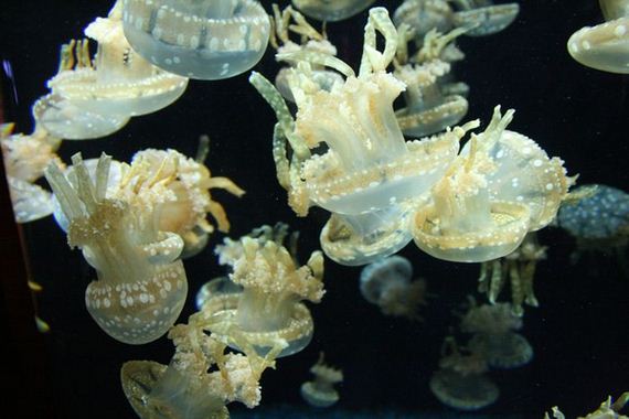 jellyfishscapes