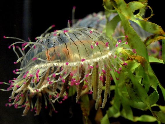 jellyfishscapes