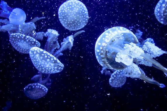 jellyfishscapes