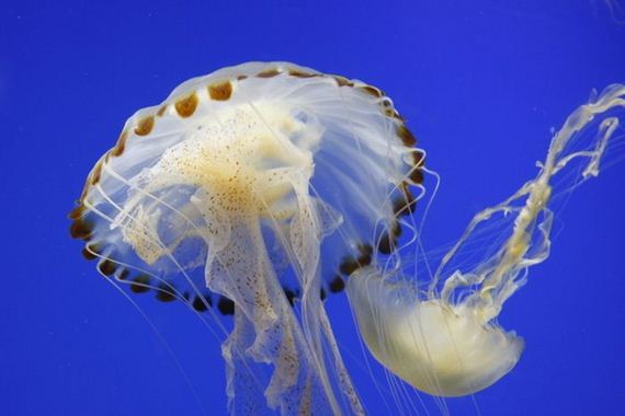jellyfishscapes