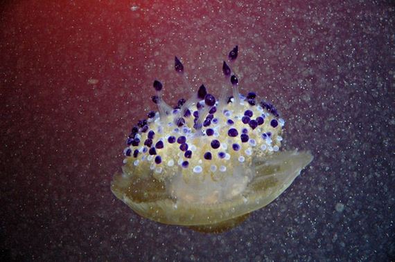 jellyfishscapes
