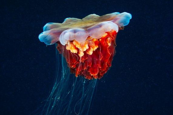 jellyfishscapes