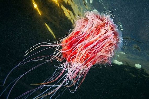 jellyfishscapes
