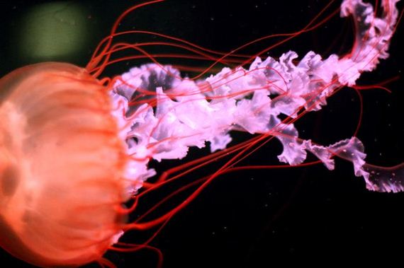 jellyfishscapes