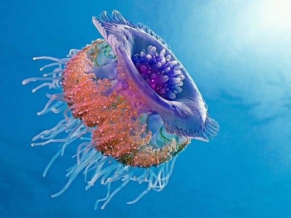 jellyfishscapes