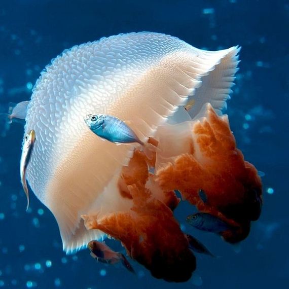 jellyfishscapes