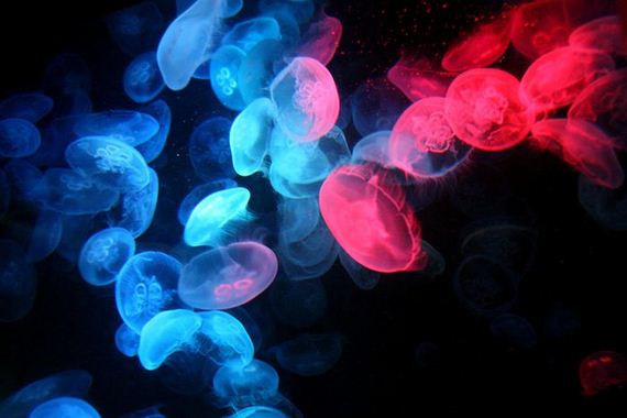 jellyfishscapes