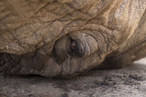 kenya_wildlife_service_wardens_relocating_an_elephant