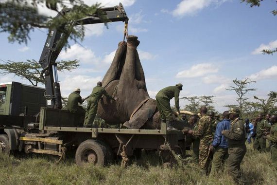 kenya_wildlife_service_wardens_relocating_an_elephant